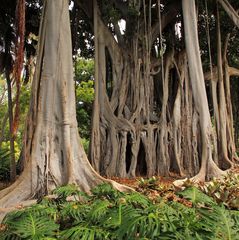 botanische Strukturen