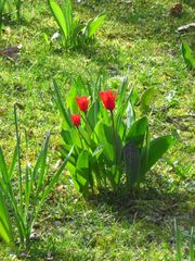 Botanische Tulpe