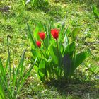 Botanische Tulpe