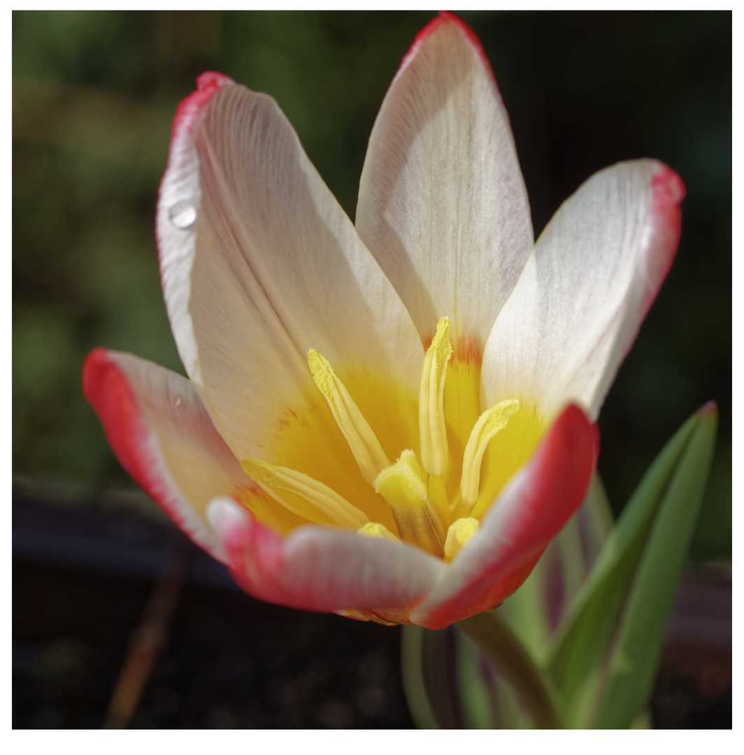 Botanische Tulpe