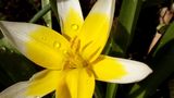 Botanische Tulpe im Regen von JWG-Photography 