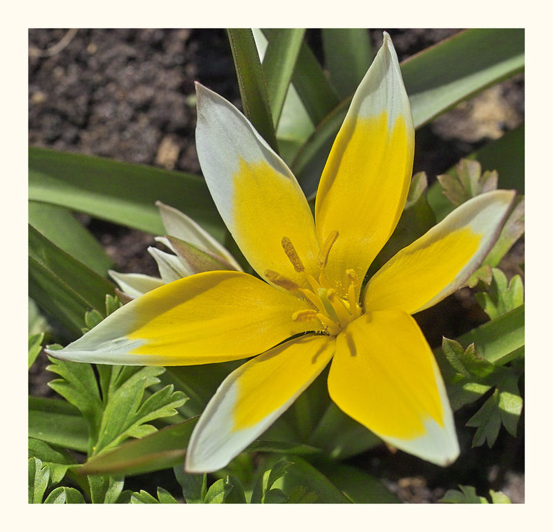 Botanische Tulpe mal naturbelassen.