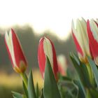 BOTANISCHE TULPEN