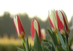 BOTANISCHE TULPEN