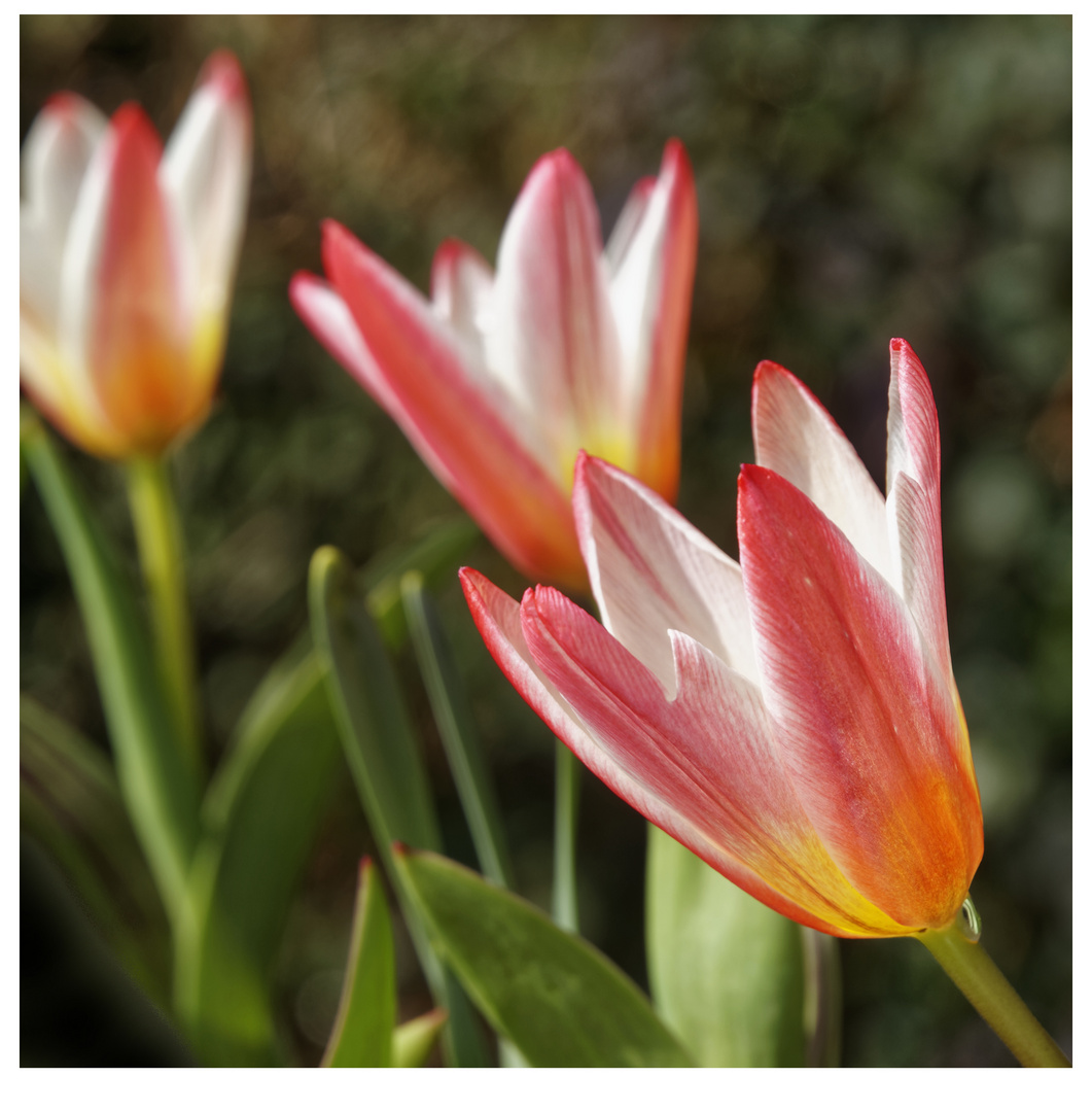 Botanische Tulpen