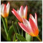 Botanische Tulpen