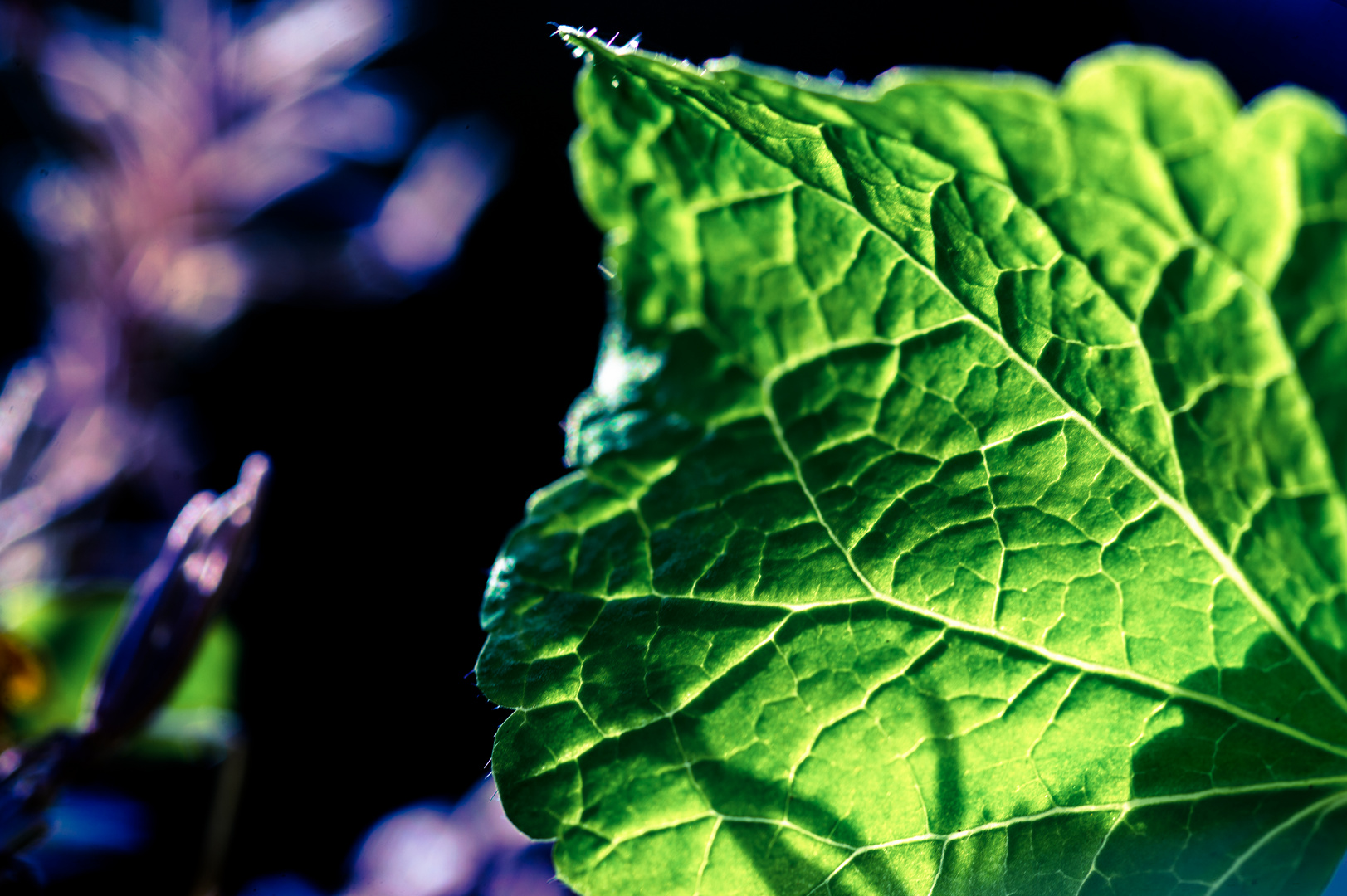 Botanische Varièté