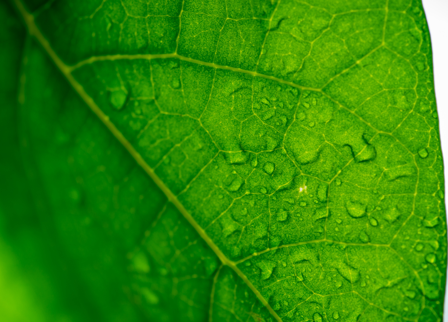 Botanische Varièté