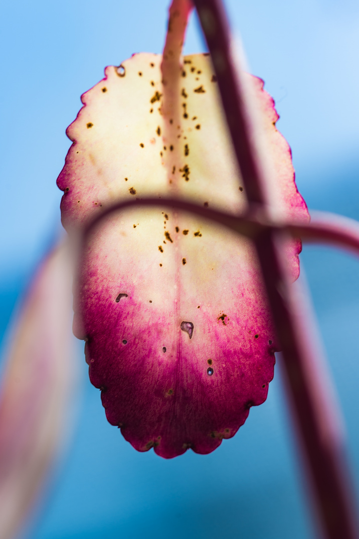 Botanische Varièté