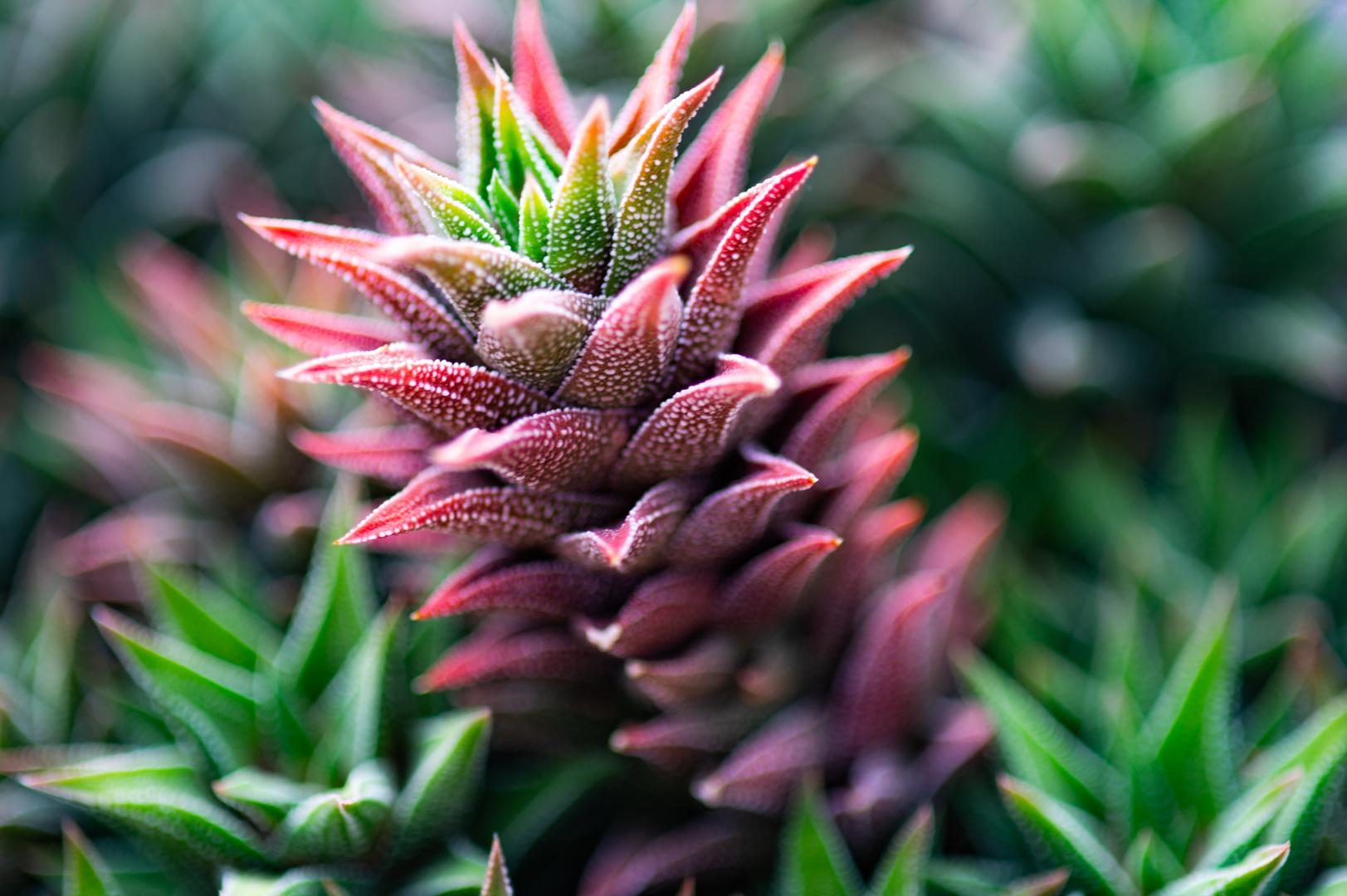 Botanische Varièté