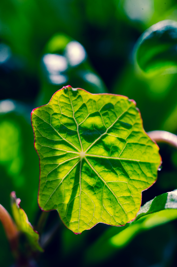 Botanische Varièté