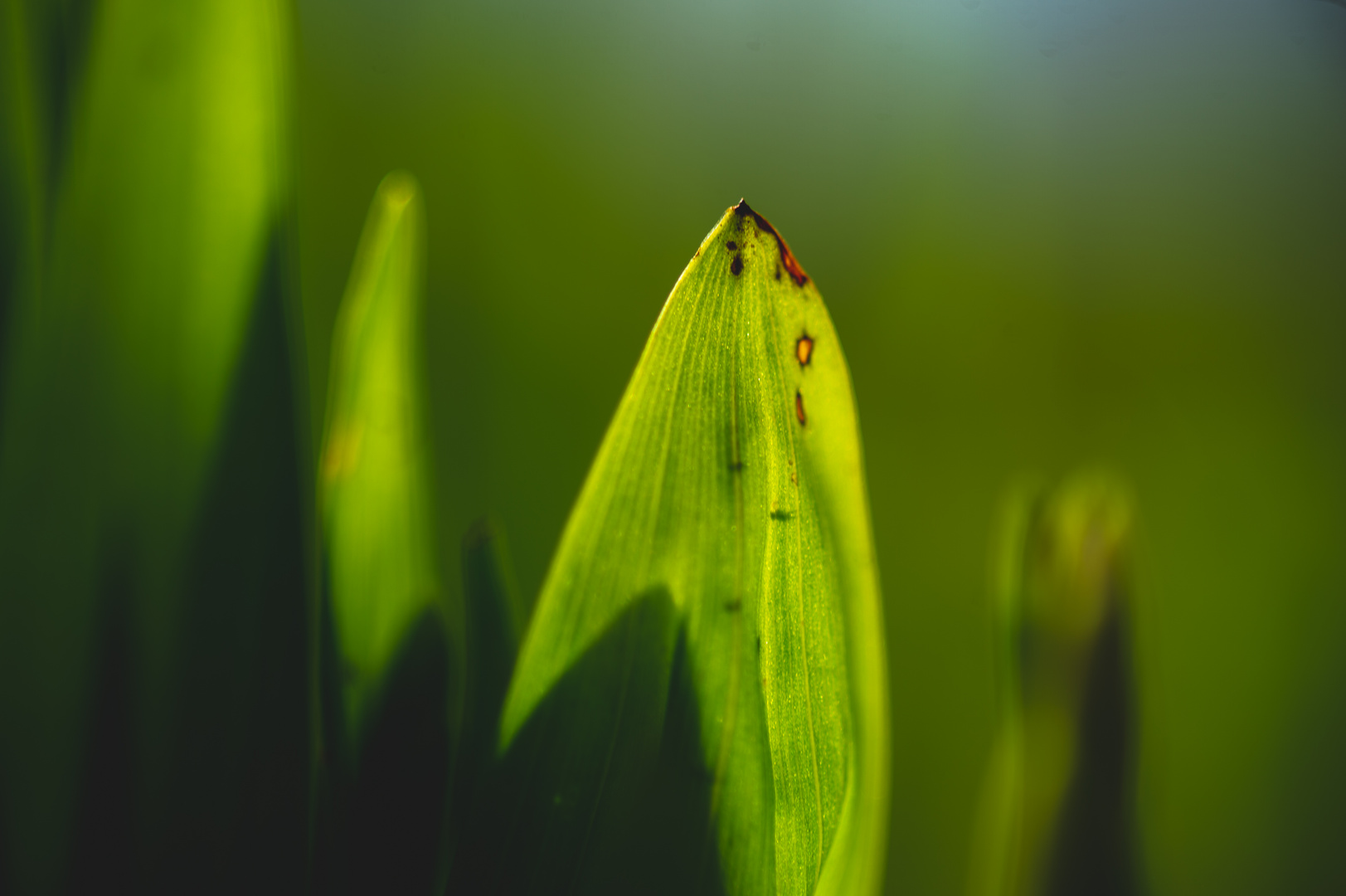 Botanische Varièté