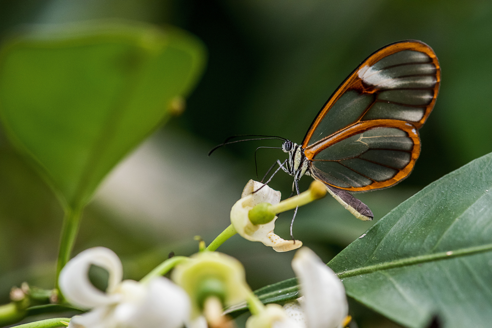 Botanischen Garten Augsburg...