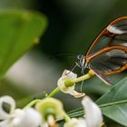 Botanischen Garten Augsburg...