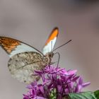 Botanischen Garten Augsburg