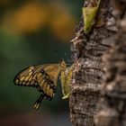 Botanischen Garten Augsburg