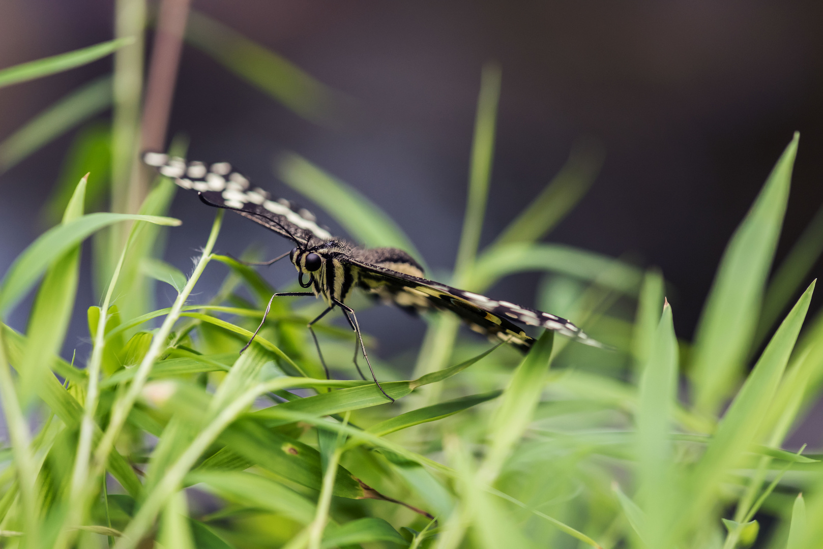 Botanischen Garten Augsburg 