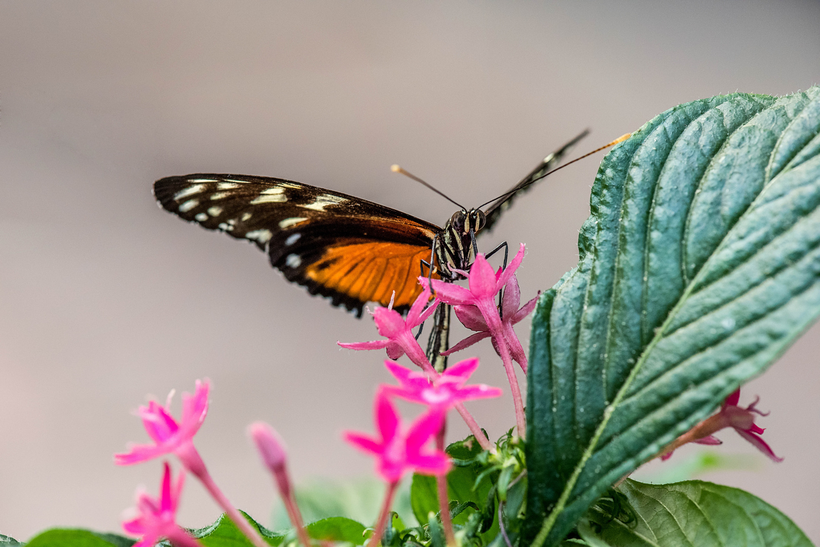 Botanischen Garten Augsburg.....