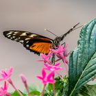 Botanischen Garten Augsburg.....