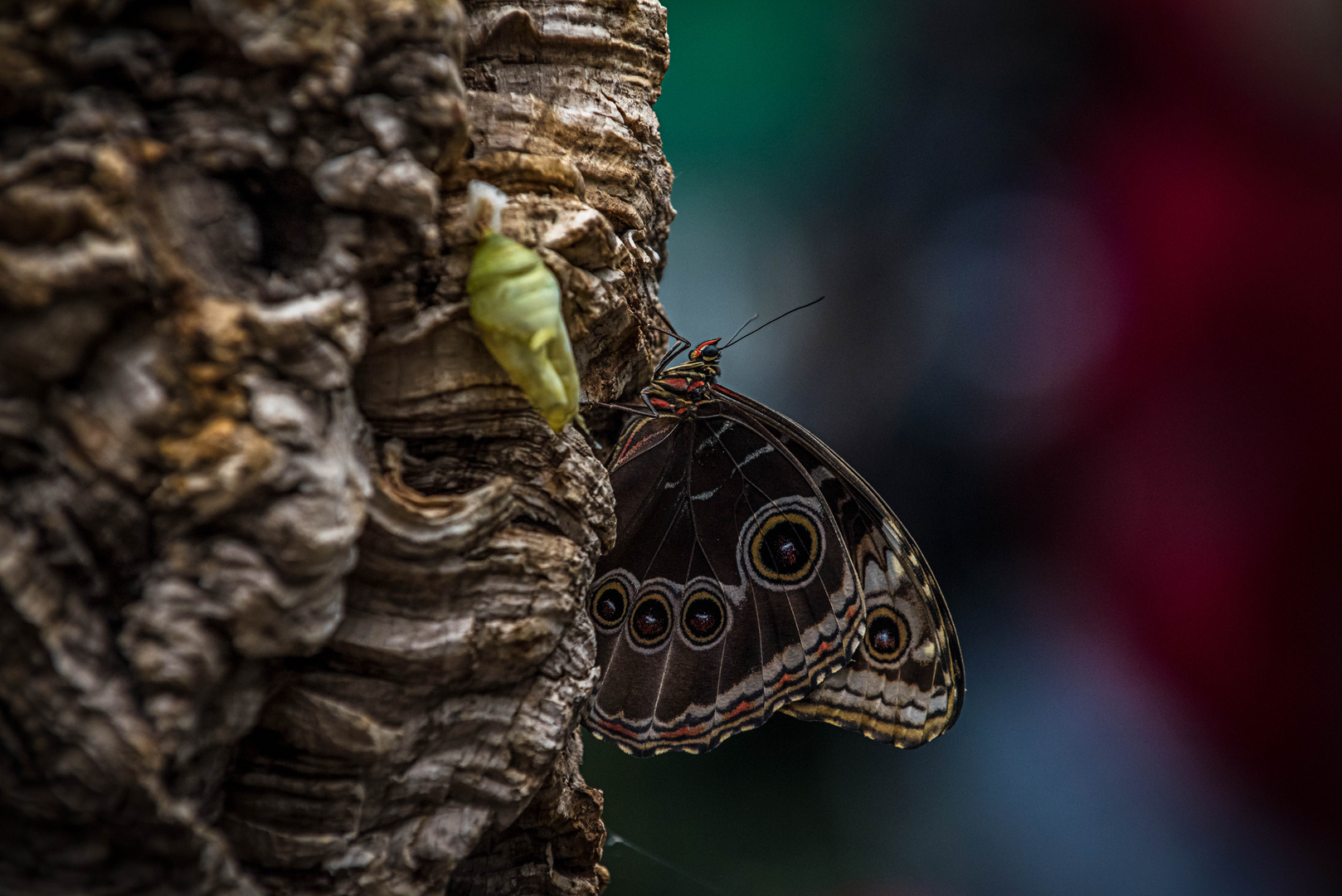 Botanischen Garten Augsburg.