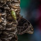 Botanischen Garten Augsburg.