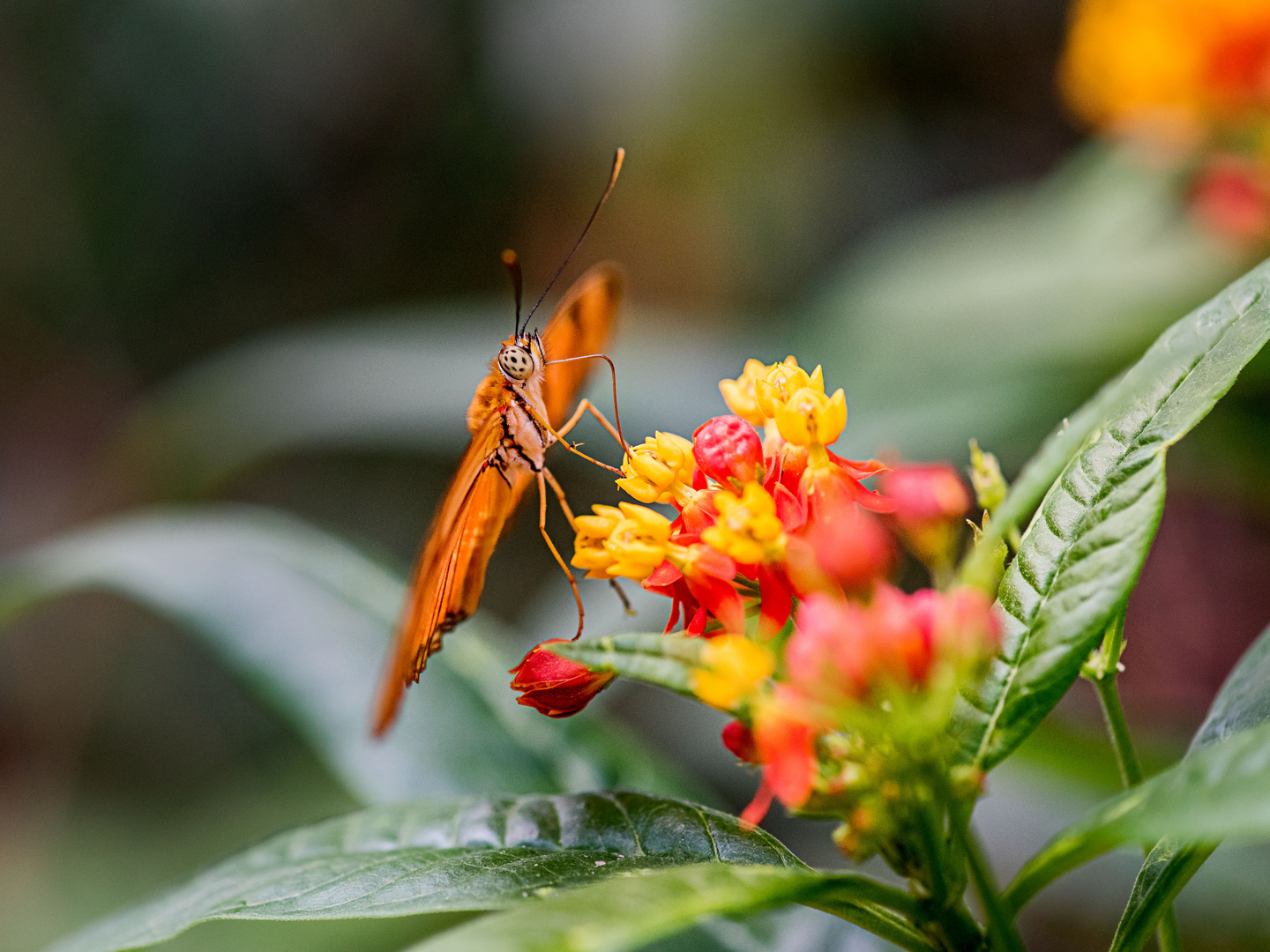 Botanischen Garten Augsburg....