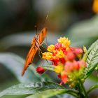 Botanischen Garten Augsburg....