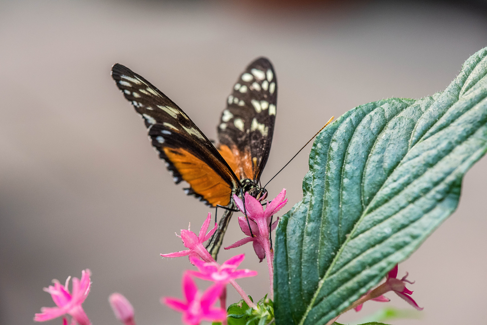 Botanischen Garten Augsburg......