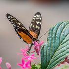 Botanischen Garten Augsburg......