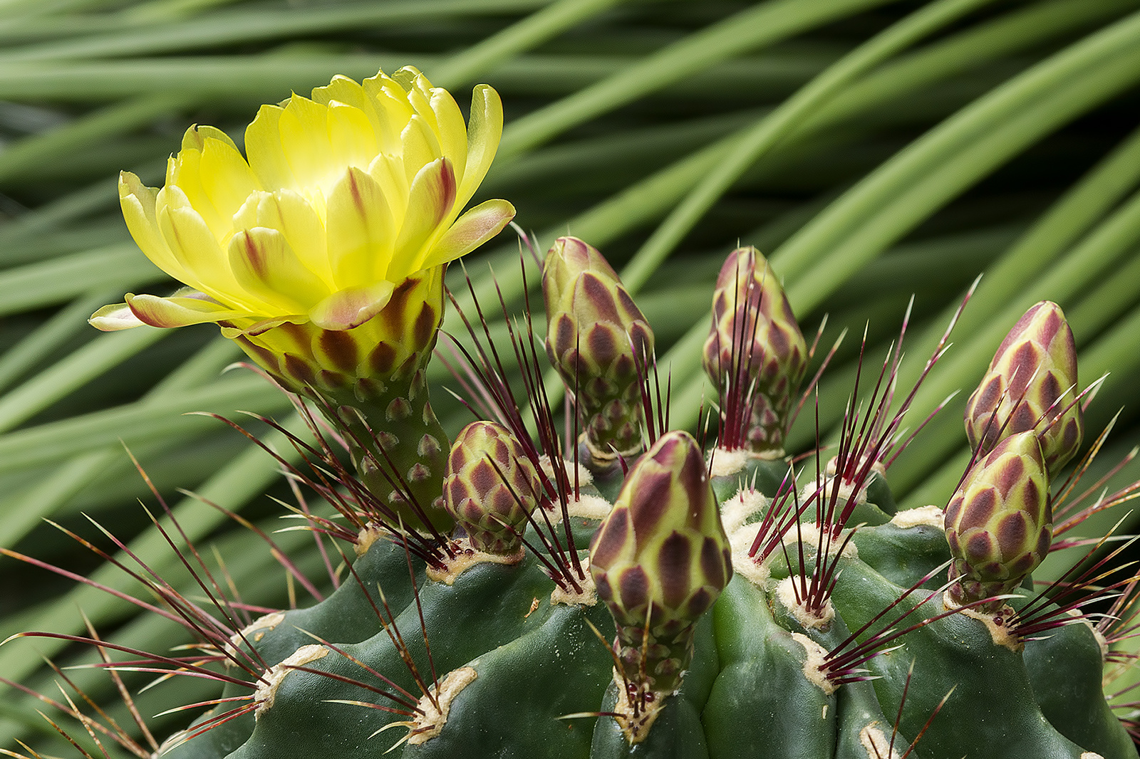 Botanischen Garten Freiburg KAKTEE