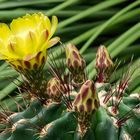 Botanischen Garten Freiburg KAKTEE