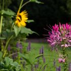 Botanischen Garten Köln-V04