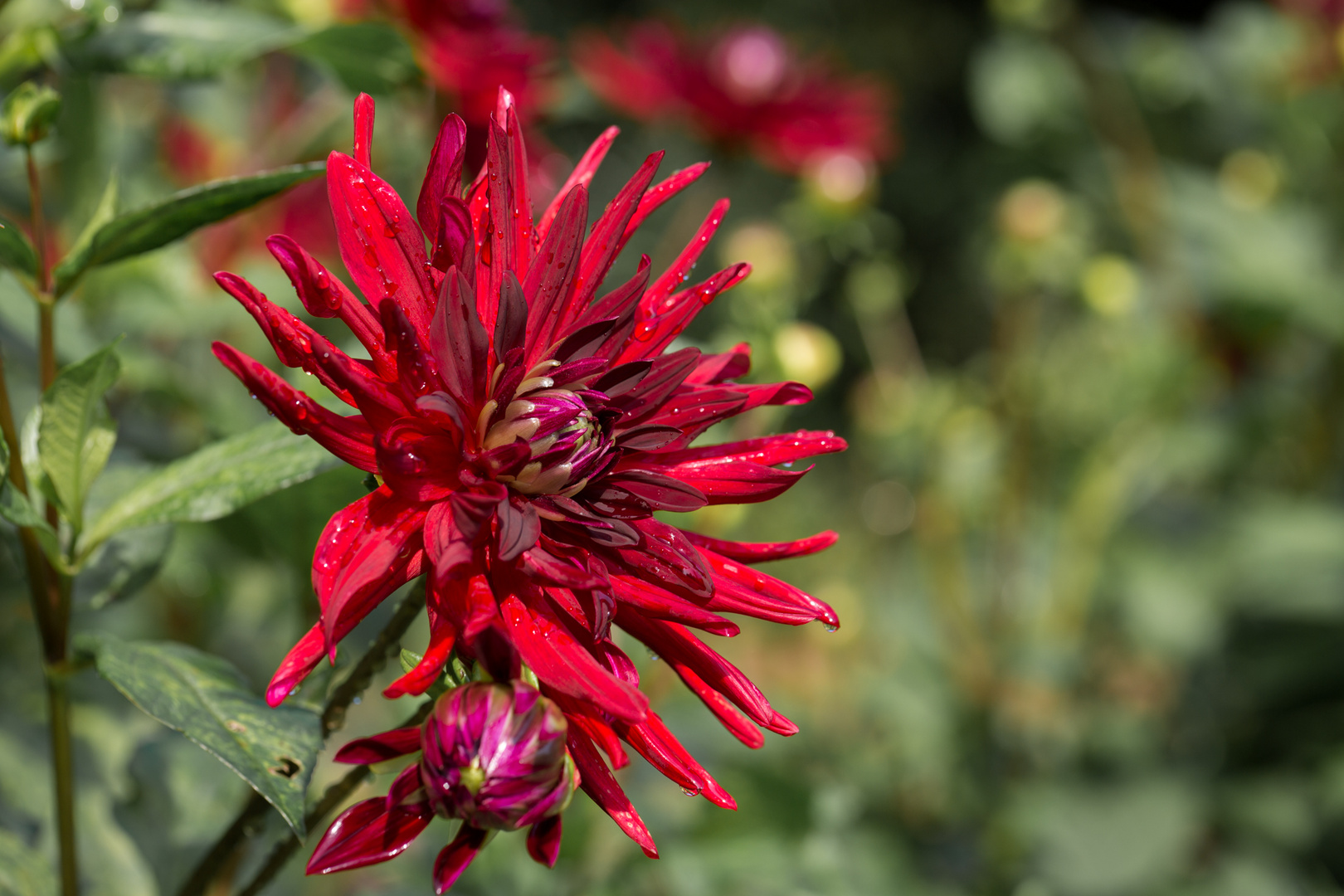 Botanischen Garten Köln-V06