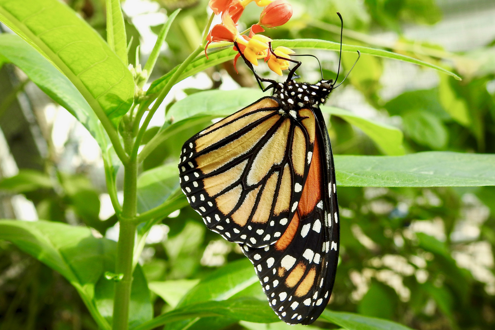 Botanischen Garten München