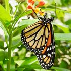 Botanischen Garten München