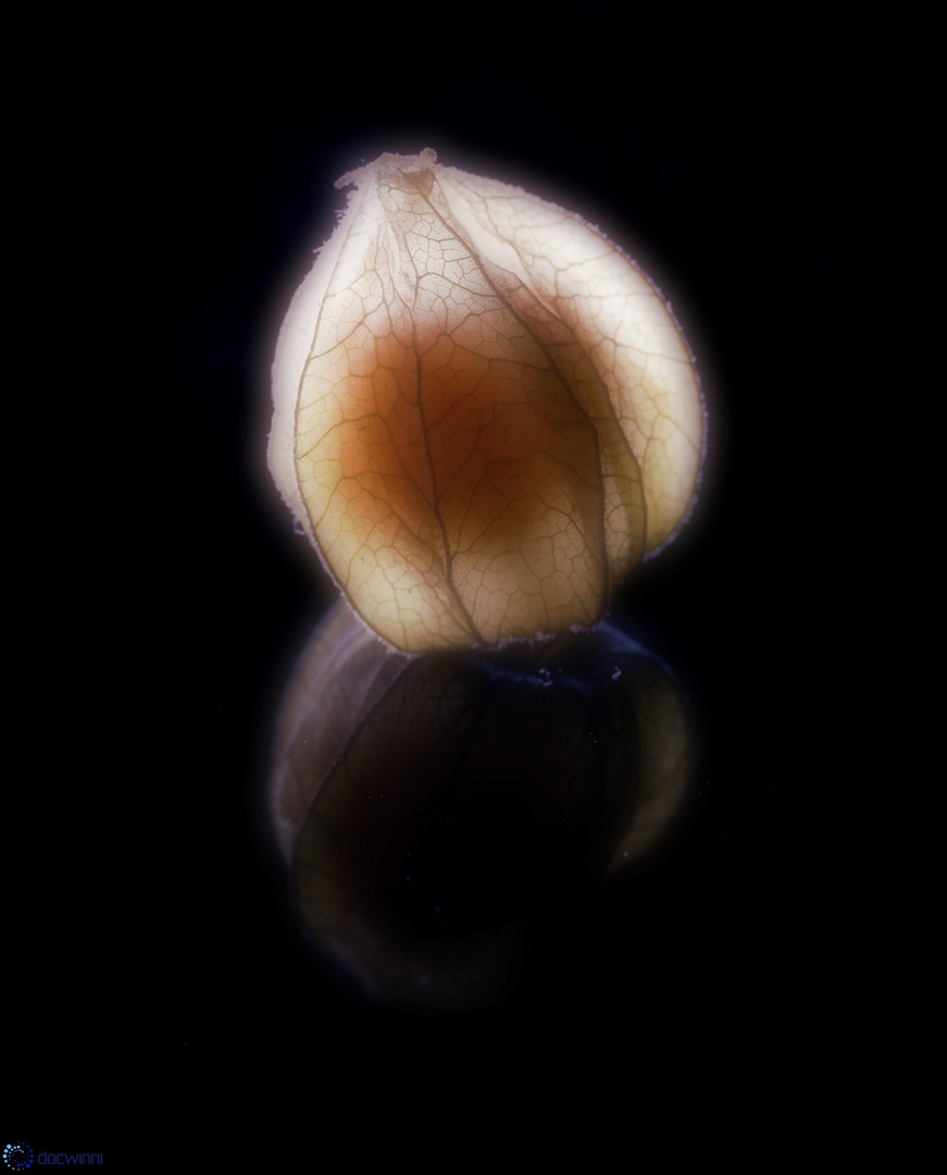 Botanischer Embryo ?