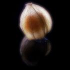 Botanischer Embryo ?