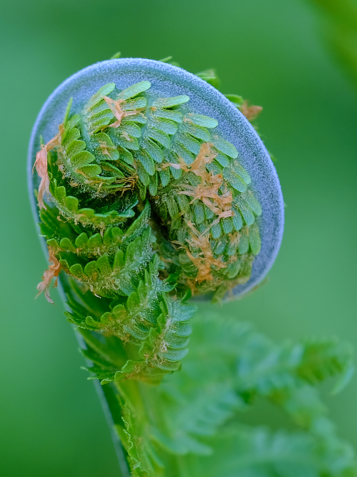 Botanischer Embryo (Farn)