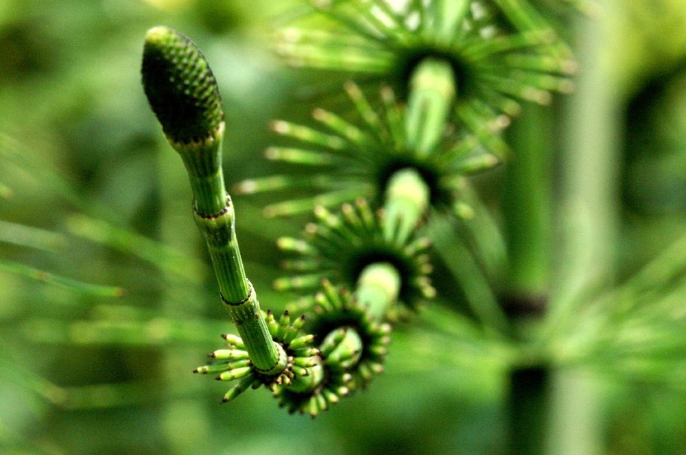 botanischer Fühler