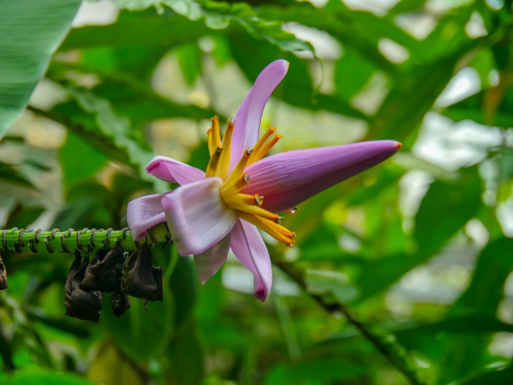 botanischer Garten 01