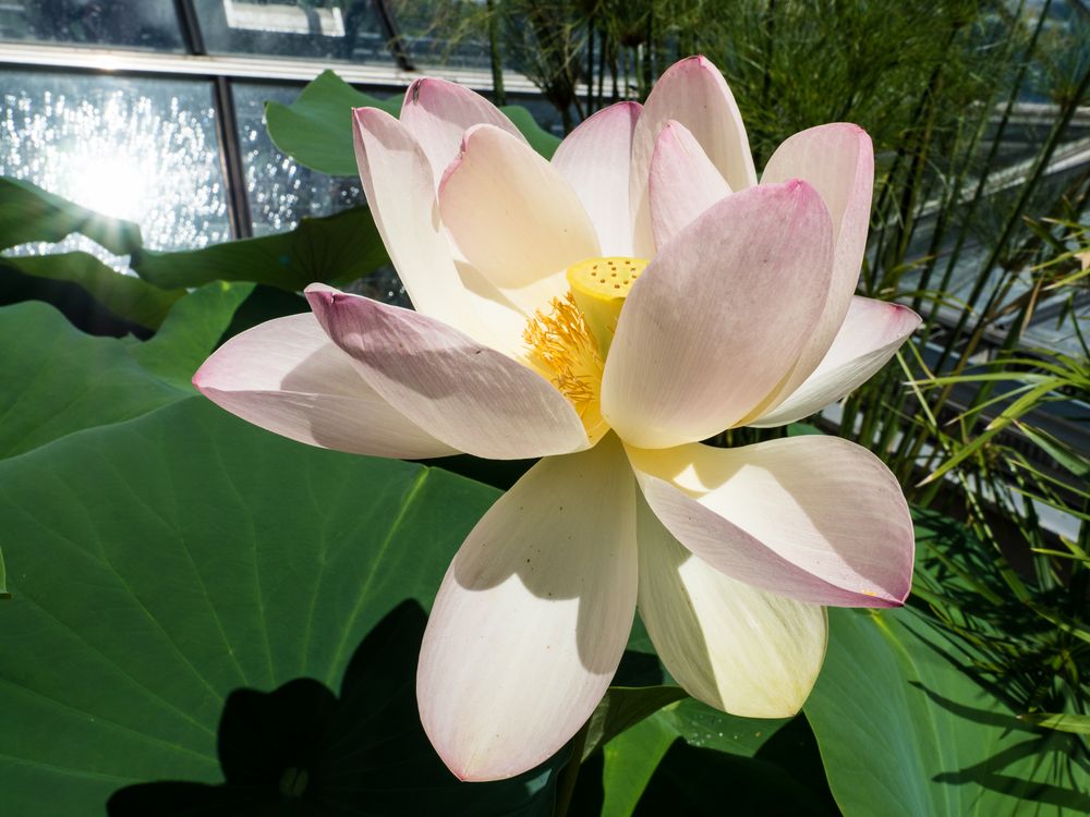 botanischer Garten 01