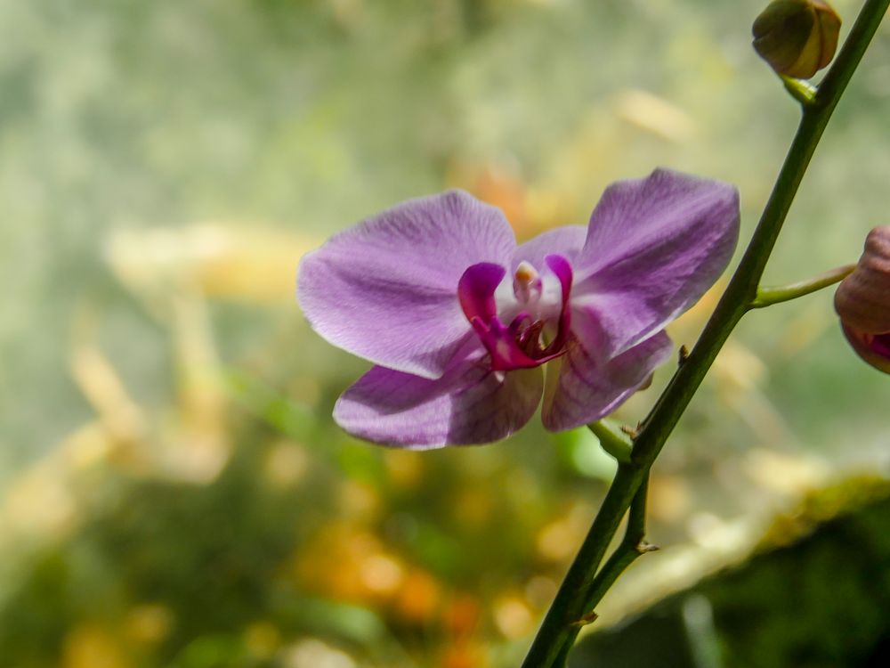 botanischer Garten 02