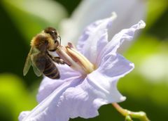 botanischer Garten 06