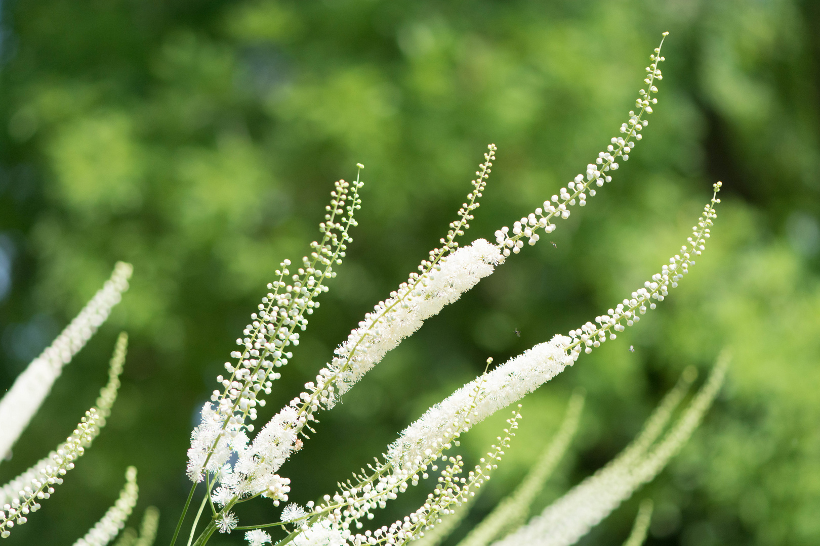 Botanischer Garten 1 (1 von 1)