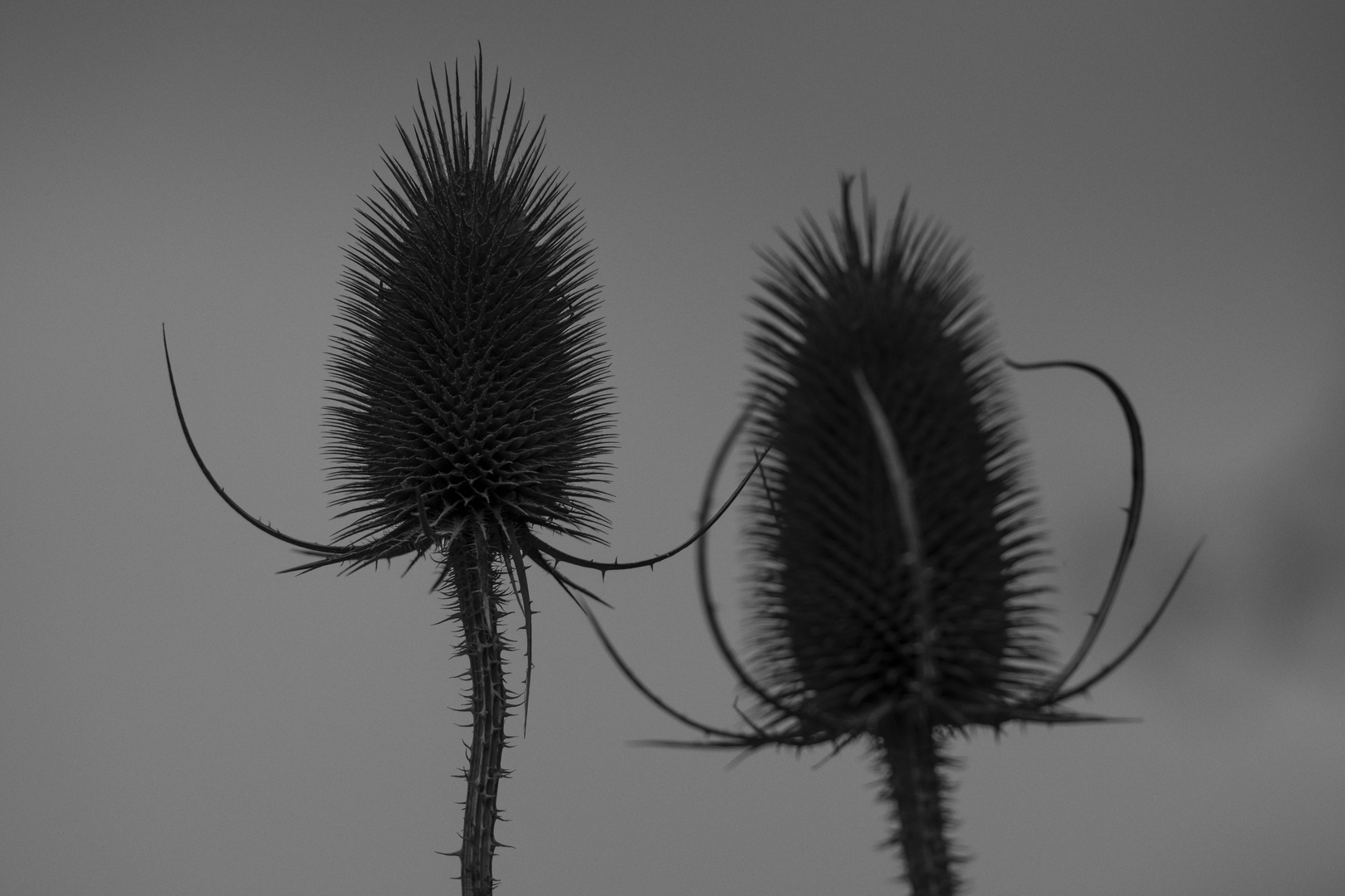 Botanischer Garten #1