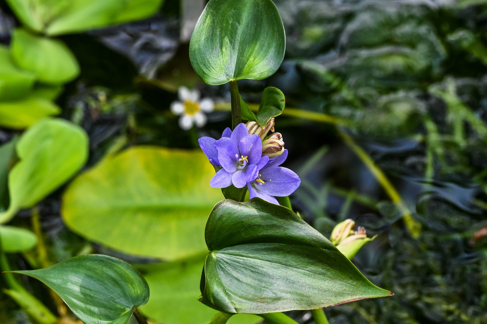 botanischer Garten 13-DSC_4950