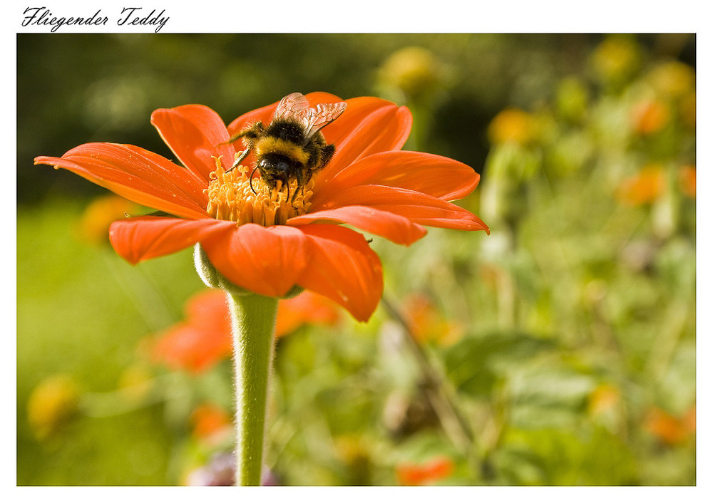 Botanischer Garten