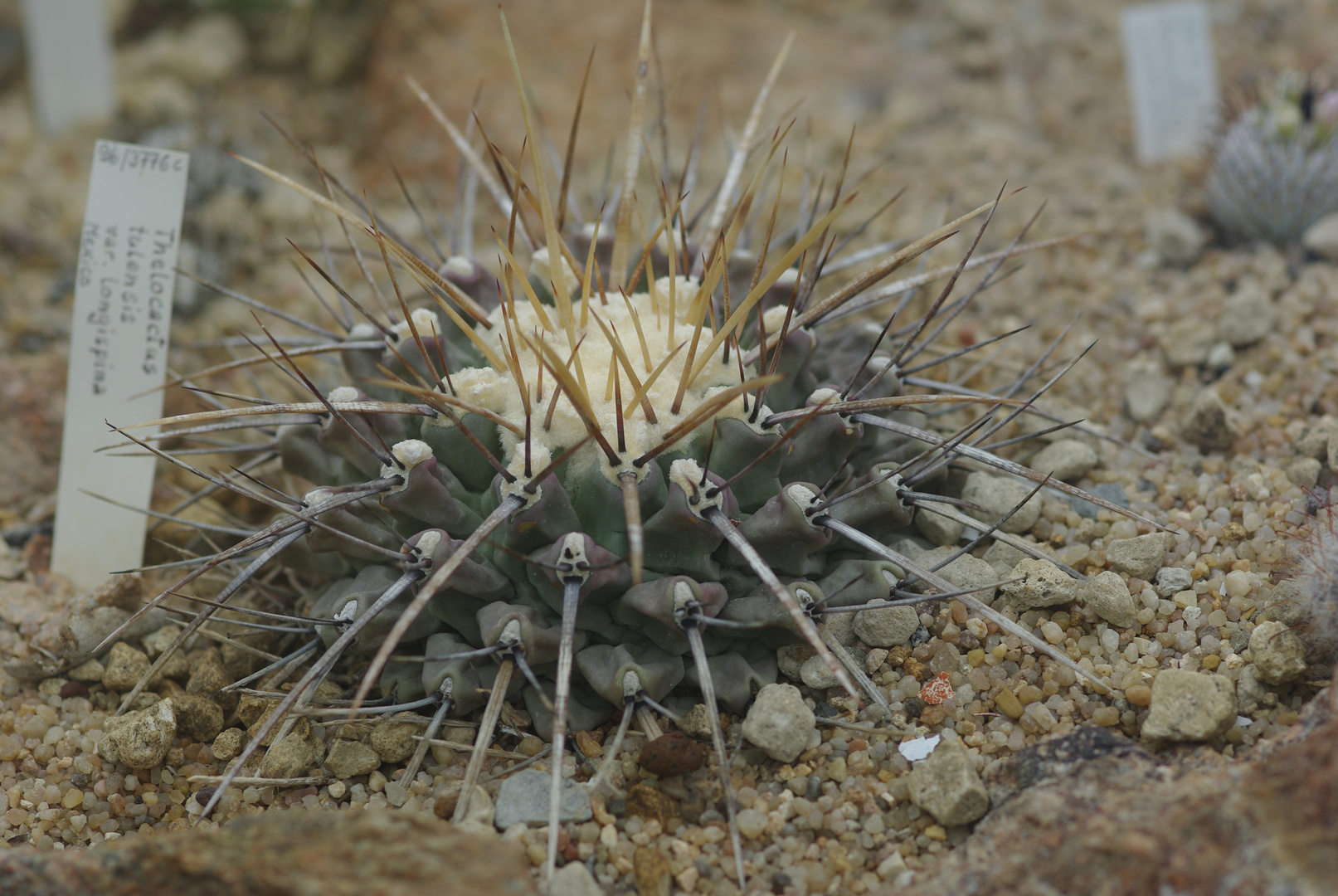 Botanischer Garten 2.