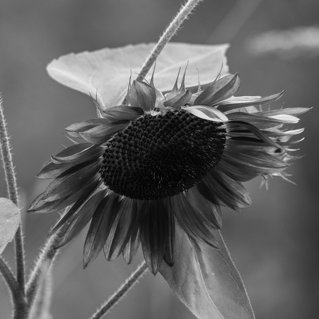 Botanischer Garten #2