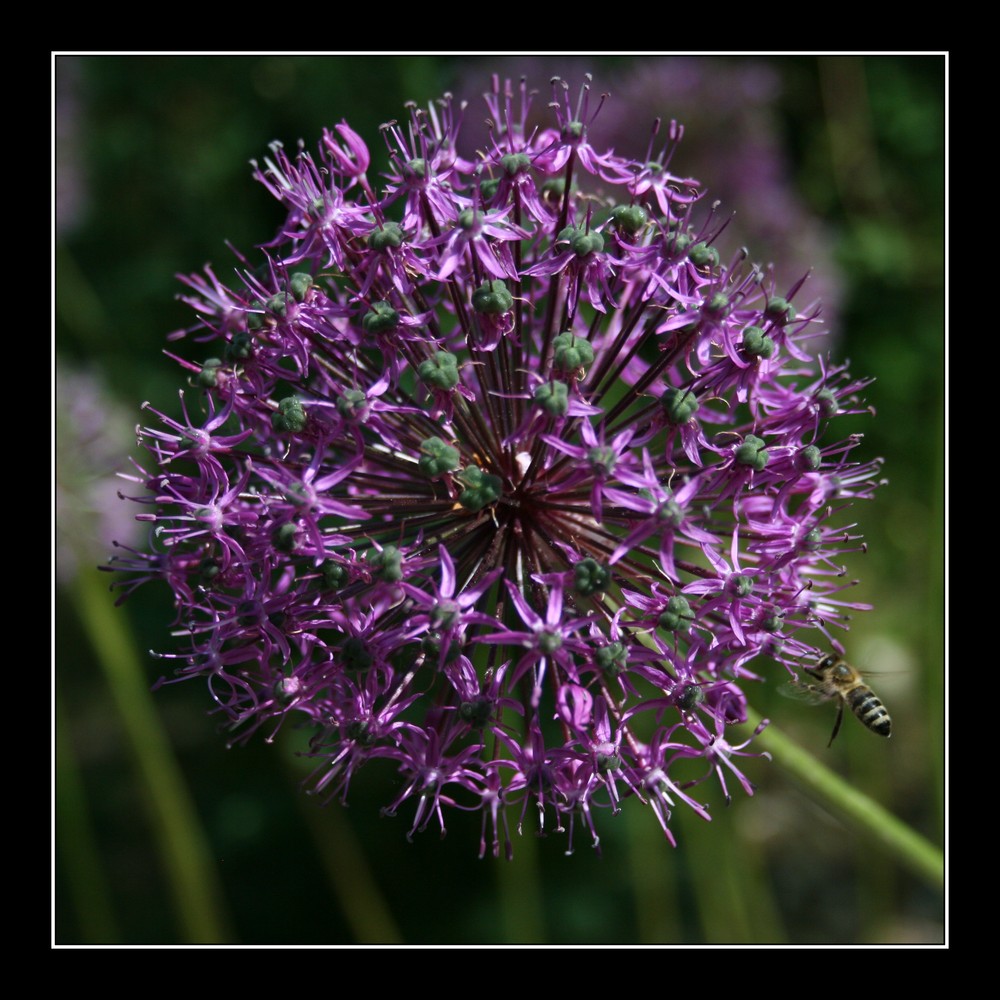 Botanischer Garten 2